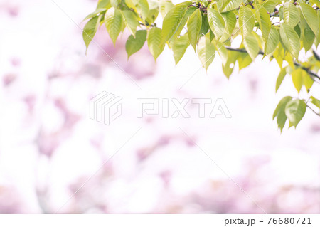 春 葉 桜 76680721