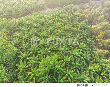 Aerial view palm plantation green forest morning sunrise 76680897