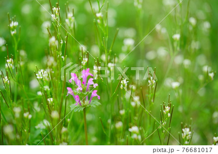 爽やかな春の野の花11 76681017