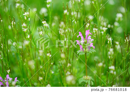 爽やかな春の野の花10 爽やかな春の野の花10 76681018