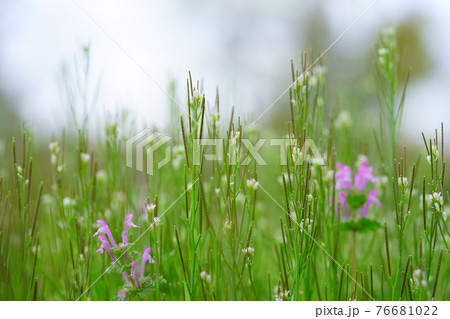 爽やかな春の野の花6 爽やかな春の野の花6 76681022