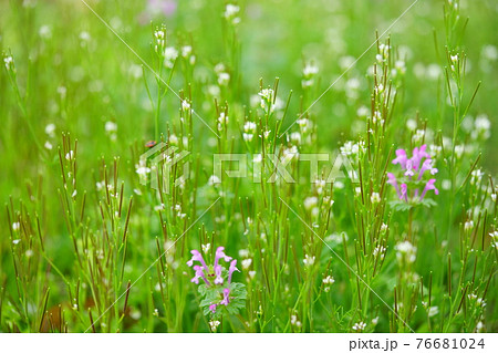 爽やかな春の野の花4 爽やかな春の野の花4 76681024