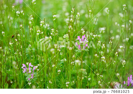 爽やかな春の野の花3 爽やかな春の野の花3 76681025