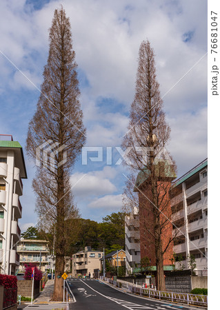 東京散歩、東京都世田谷区、世田谷区玉川1丁目、駒沢通りメタセコイヤ 76681047