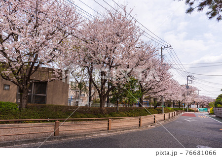東京散歩、世田谷区、世田谷区鎌田4丁目3、世田谷区立砧南小学校 東京散歩、世田谷区、世田谷区鎌田4丁目3、世田谷区立砧南小学校 76681066