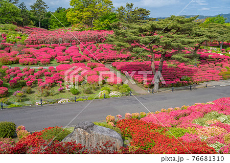 小室山 約10万のつつじ 真っ赤なつつじのじゅうたん 伊東市の写真素材