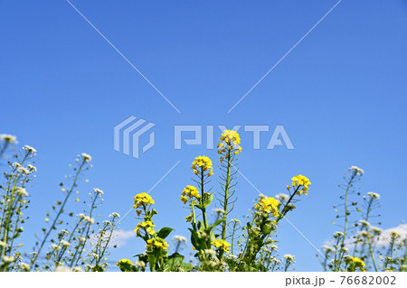 青空と菜の花とナズナ 76682002