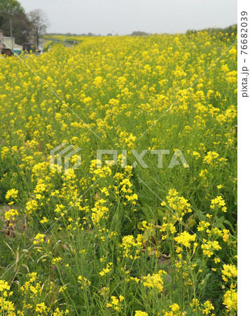 埼玉県川島町・荒川河川敷の菜の花 埼玉県川島町・荒川河川敷の菜の花 76682039