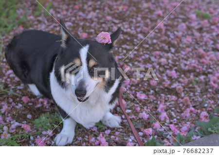 遅咲きの桜の絨毯の上で落ちていた花を飾られた黒コーギー 遅咲きの桜の絨毯の上で落ちていた花を飾られた黒コーギー 76682237