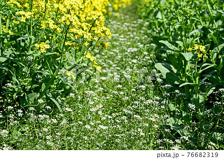 菜の花とナズナ 76682319