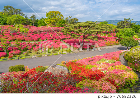 小室山公園　約10万のつつじ　真っ赤なつつじのじゅうたん　伊東市 76682326