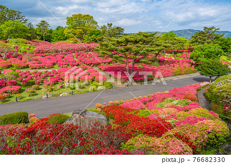 小室山公園 約10万のつつじ 真っ赤なつつじのじゅうたん 伊東市 小室山公園 約10万のつつじ 真っ赤なつつじのじゅうたん 伊東市 76682330