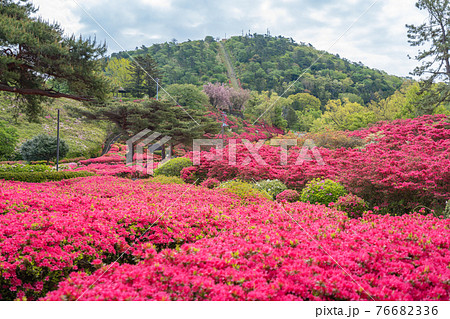 小室山公園 約10万のつつじ 真っ赤なつつじのじゅうたん 伊東市の写真素材