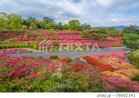 小室山公園 約10万のつつじ 真っ赤なつつじのじゅうたん 伊東市の写真素材