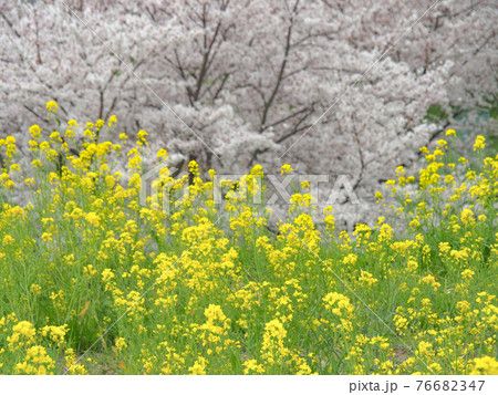 埼玉県川島町・荒川河川敷の菜の花と桜 76682347