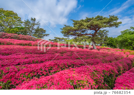 小室山公園 約10万のつつじ 真っ赤なつつじのじゅうたん 伊豆(伊東市) 小室山公園 約10万のつつじ 真っ赤なつつじのじゅうたん 伊豆(伊東市) 76682354