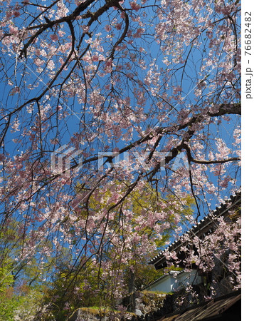 京都大原三千院のしだれ桜 京都大原三千院のしだれ桜 76682482