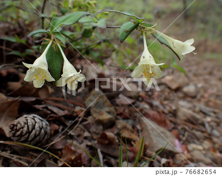 山道に咲くツクバネウツギ 山道に咲くツクバネウツギ 76682654