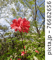 日の丸構図ヤマツツジ 76682656
