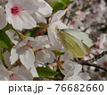 ソメイヨシノの花蜜を吸うモンシロチョウ 76682660