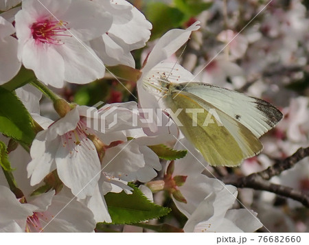 ソメイヨシノの花蜜を吸うモンシロチョウ ソメイヨシノの花蜜を吸うモンシロチョウ 76682660