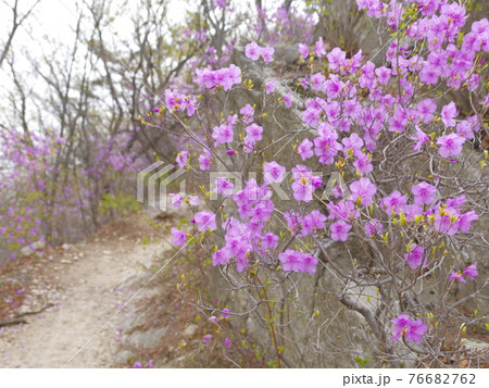 春 花 万 76682762