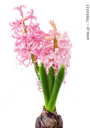 Flower hyacinth pink color isolated Flower hyacinth pink color isolated 76683035