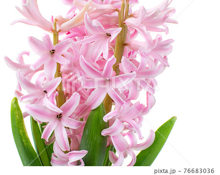 Pink flower hyacinth isolated 76683036