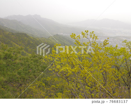 木 山 樹木 76683137