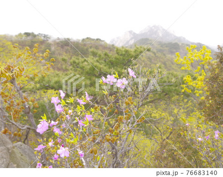 木 山 樹木 76683140