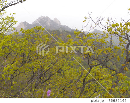 木 山 樹木 76683145
