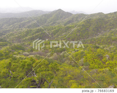 風景 山 森林 76683169