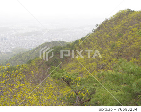 風景 山 森林 76683234