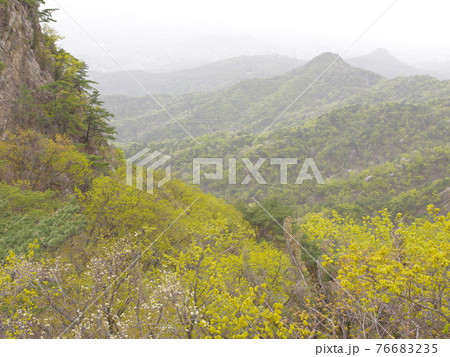 風景 山 森林 76683235