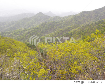 風景 山 森林 76683237