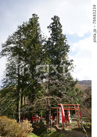 春の遠野　卯子酉（うねとり）神社 76683239