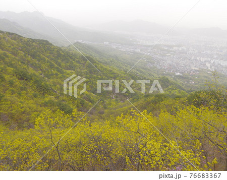 森 森林 山 76683367
