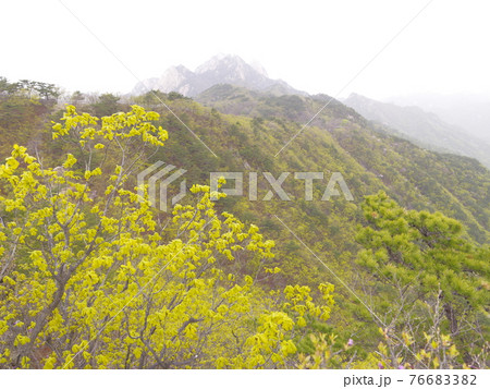 森 森林 山 76683382