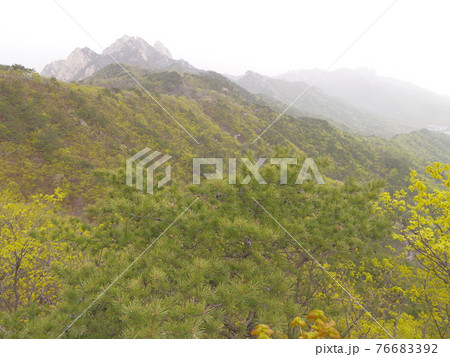 森 森林 山 76683392