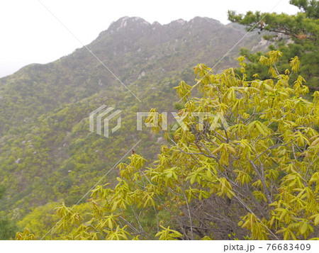 葉 山 グリーン 76683409