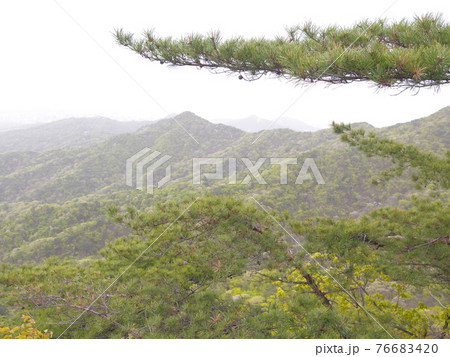 森 森林 山 76683420