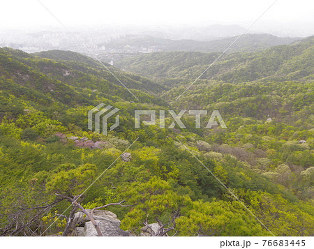 森 森林 山 76683445