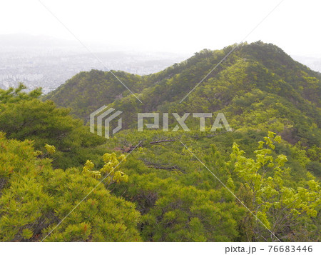 森 森林 山 76683446