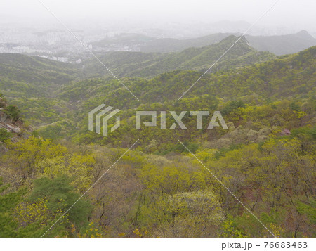 森 森林 山 76683463