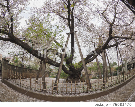 日本五大桜・石戸蒲桜 76683470