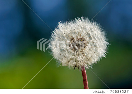 White ball of dandelion flower in rays of sunlight on colorful background White ball of dandelion flower in rays of sunlight on colorful background 76683527