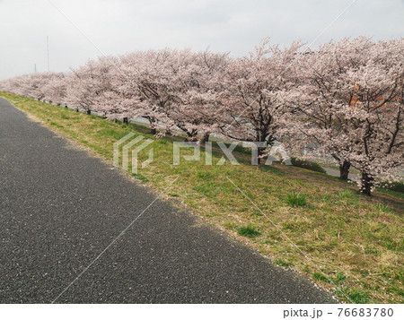 埼玉県戸田市・戸田桜づつみ 76683780