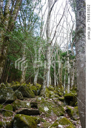 遠野の春　五百羅漢 76683802