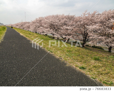 埼玉県戸田市・戸田桜づつみ 埼玉県戸田市・戸田桜づつみ 76683833