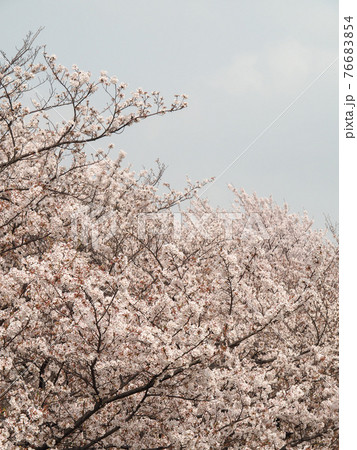埼玉県戸田市・戸田桜づつみ 76683854